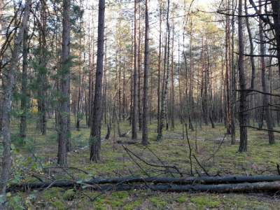                                     Grundstücke zum Kaufen  Kolneński
                                     | 4100 mkw