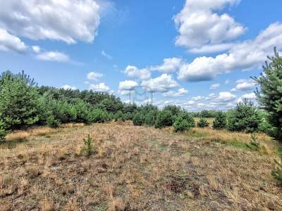         Lots for Sale, Łośno, Ptasia | 1250 mkw