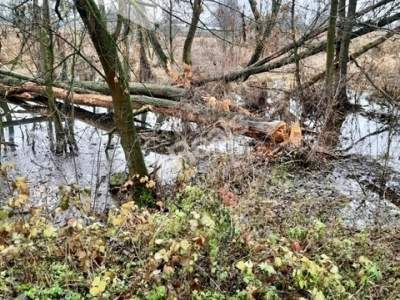                                     Działki na Sprzedaż  Złotopolice
                                     | 3000 mkw